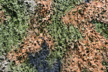 Camouflage net © VanderWolf Images