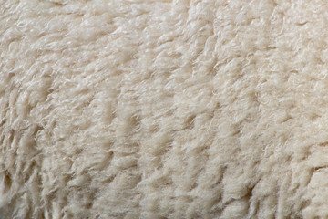 Sheep wool