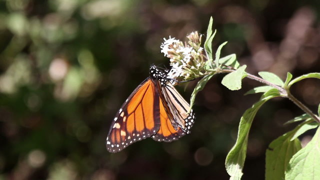 the amazing monarch butterfly sanctuary in mexico