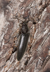 Click beetle on wood, macro photo