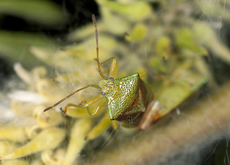 Hawthorn Shieldbug (Acanthosoma haemorrhoidale)