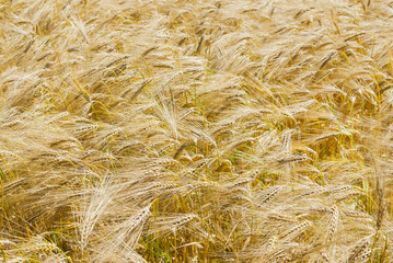 Barley field in the wind