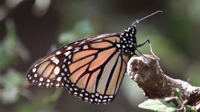 the amazing monarch butterfly sanctuary in mexico