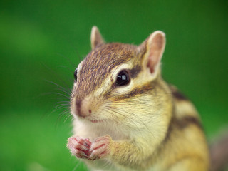 Fototapeta premium シマリス