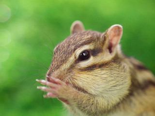 毛づくろいするシマリス