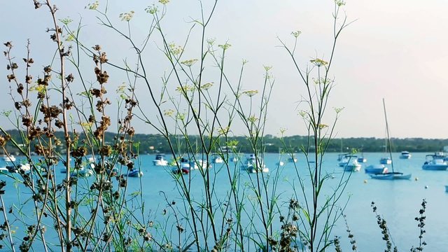 Formentera Estany des peix boats with mediterranean grass