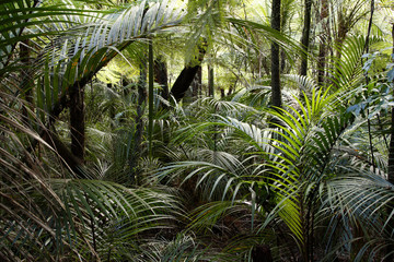 Naklejka premium Jungle leaves in tropical forest