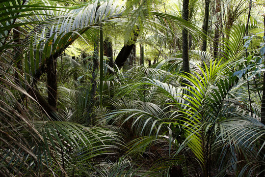 Fototapeta Jungle leaves in tropical forest
