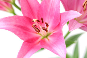 Pink lily