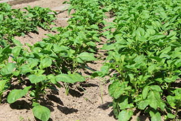 Kartoffelanbau im eigenen Garten