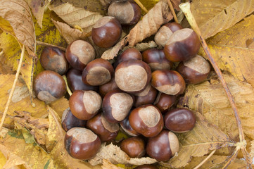conkers