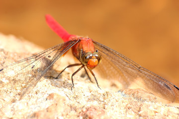 red dragonfly on a stone