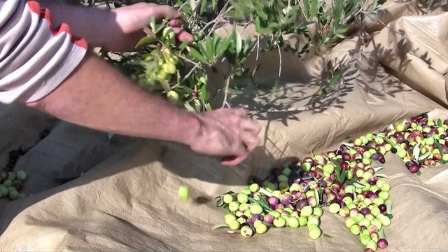 Man picking olives from tree