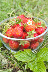Freshly picked strawberries