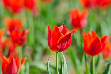 Flowers tulips in the garden