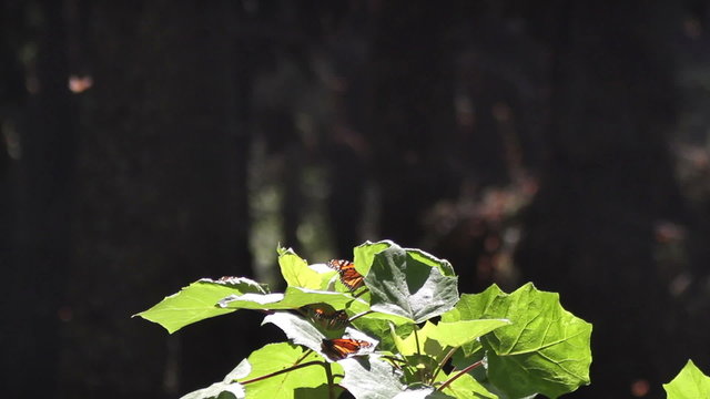 the amazing monarch butterfly sanctuary in mexico