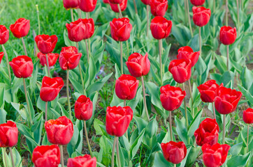 Garden with tulip flowers in summer