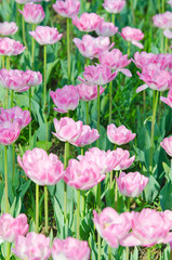 Obraz premium Garden with tulip flowers in summer