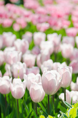 Garden with tulip flowers in summer