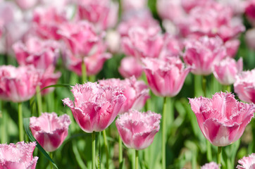 Garden with tulip flowers in summer