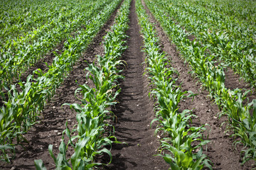Fototapeta na wymiar young corn growing on a field