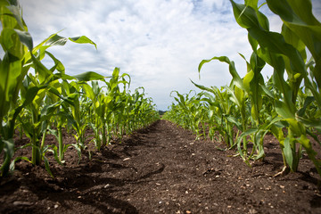 young corn growing on a field