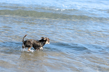 chihuahua on the beach