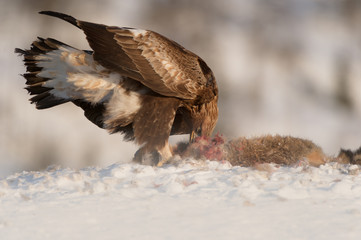 Golden Eagle feeding.