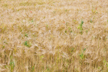 Wheat Landscape