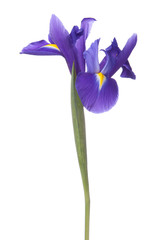 Blue iris or blueflag flower