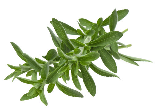 fresh stevia rebaudiana isolated on white background