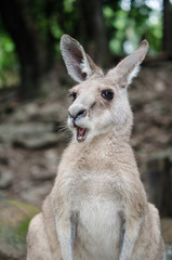 叫ぶカンガルー