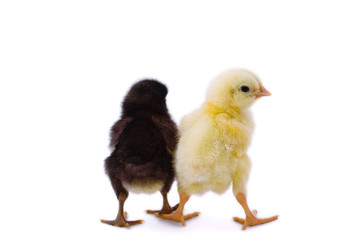 Two cute little chicken