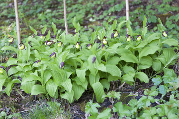 Lady's slipper orchid