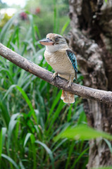 アオバネワライカワセミ