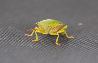 Bug in closeup view