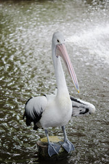 コシグロペリカン