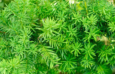 Yew (Taxus baccata)  green leaves  background
