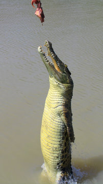 Jumping Crocodile