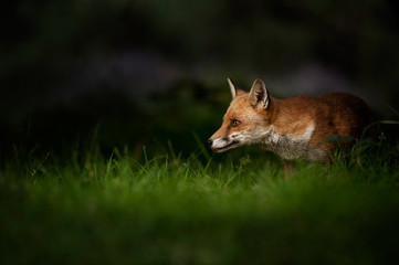 Red Fox