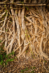 Root tree background