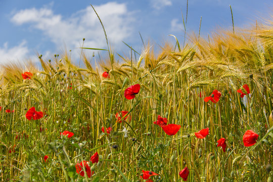 Champs de bl&eacute; et coquelicots
