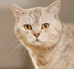 Portrait of beautiful cat