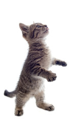 Fototapeta premium kitten on white backgrounds