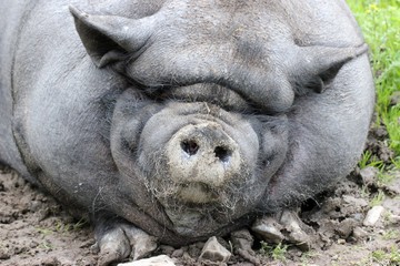 Fototapeta premium Hängebauchschweinportrait