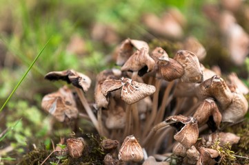 Fresh mushrooms closeup in the forest