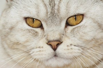 Portrait of beautiful cat