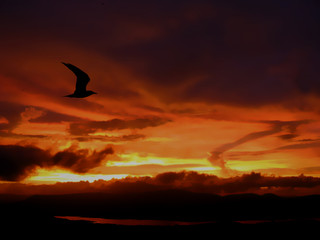 Fototapeta na wymiar Lonely Sunset Flight