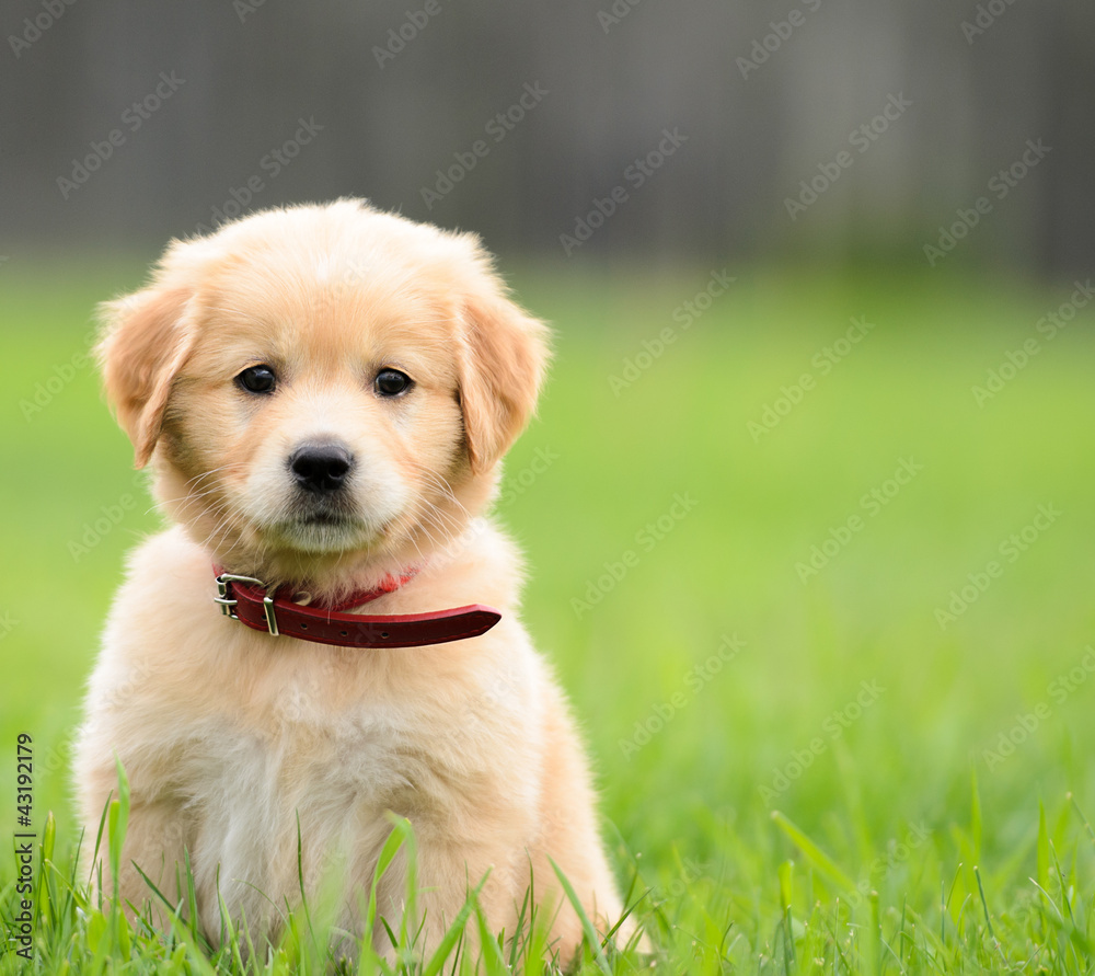 Wall mural puppy sitting in the grass with copyspace on the right.