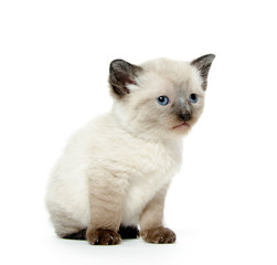 cute kitten on white